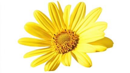 A close-up of a bright yellow daisy with its radiant petals and golden center, isolated white background, minimalist art style
