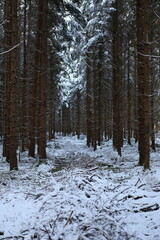 forest in winter