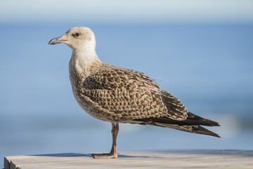 Juvenile Gull by the Sea