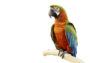 colorful parrot on a transparent background