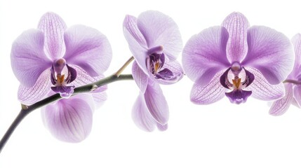 Obraz premium A close-up of delicate violet orchid blooms with their intricate patterns and soft petals, isolated white background, minimalist art style