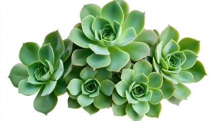 A close-up of lush green succulent plants with their intricate rosette formations, isolated white background, minimalistic art style