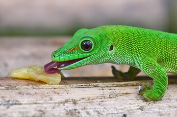 Madagascar day gecko- Phelsuma madagascariensis Madagascar Wildlife animal