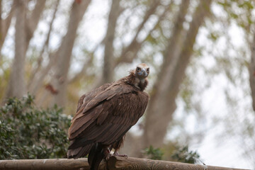 Eurasian Black Vulture Aegypius Monachus