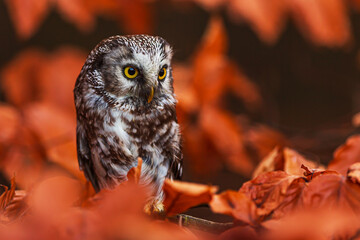 boreal owl or Tengmalm's owl (Aegolius funereus) in the orange leaves on the tree