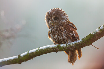 female tawny owl (Strix aluco) on the branches in backlight