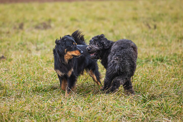 black and gold Hovie dog hovawart with white male hybrid female
