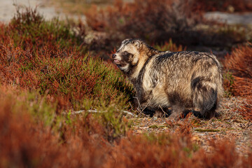 The common raccoon dog (Nyctereutes procyonoides), also called the Chinese or Asian raccoon dog