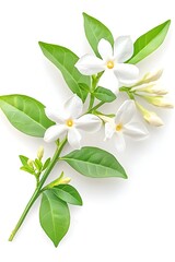 Fototapeta premium Delicate White Flowers and Lush Green Leaves Branch