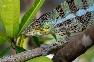 Parson's chameleon (Calumma parsonii) .Large endemic species of chameleon, Madagascar nature