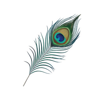 A 3D render of a minimalist cartoon style peacock feather, isolated on a transparent background. The feather has a blue base with green and yellow patterns. 