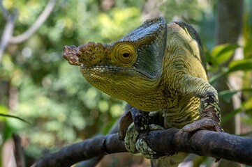 Parson's chameleon (Calumma parsonii) .Large endemic species of chameleon, Madagascar nature