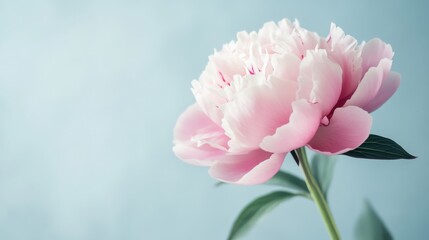 A delicate pink peony against a pale blue background, close-up shot, Minimalist style