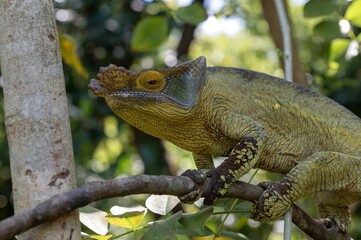 Parson's chameleon (Calumma parsonii) .Large endemic species of chameleon, Madagascar nature