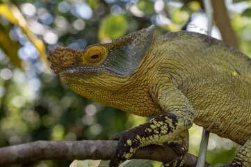 Parson's chameleon (Calumma parsonii) .Large endemic species of chameleon, Madagascar nature