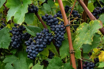 Fototapeta premium Vibrant vineyard bursting with ripe grapes ready for harvest in sunny autumn