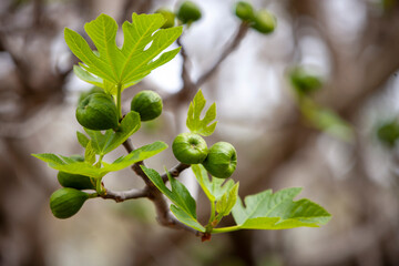 Immature Green figs growing on a tree branch