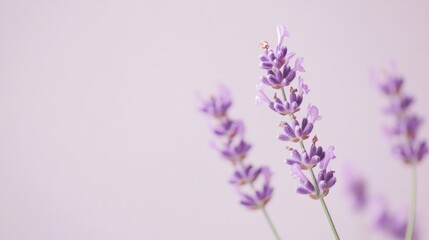 Naklejka premium A delicate purple lavender against a pale lavender background, close-up shot, Minimalist style