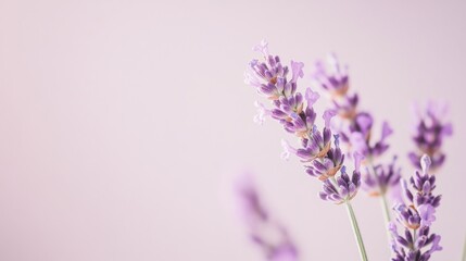 Naklejka premium A delicate purple lavender against a pale lilac background, close-up shot, Minimalist style