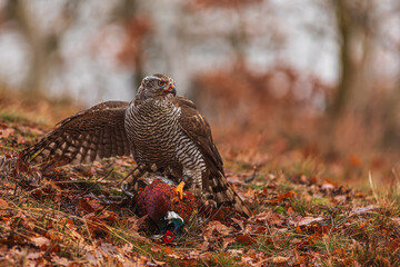 female The northern goshawk Accipiter gentilis with a hunted hare