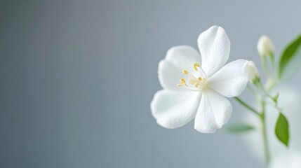 Obraz premium A delicate white jasmine against a pale grey background, close-up shot, Minimalist style