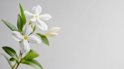 Obraz premium A delicate white jasmine against a pale grey background, close-up shot, Minimalist style