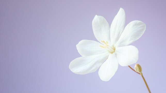 A delicate white jasmine flower against a light purple background, close-up shot, Minimalist style
