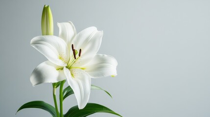 Fototapeta premium A delicate white lily against a pale grey background, close-up shot, Minimalist style