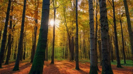 autumn forest trees. nature green wood sunlight backgrounds.