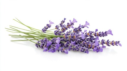 A detailed photograph of a cluster of lavender flowers with aromatic buds, isolated white background, contemporary art style