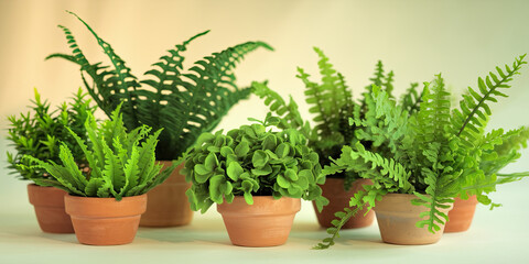Lush Green Potted Ferns Plants Home Decor Indoor Foliage