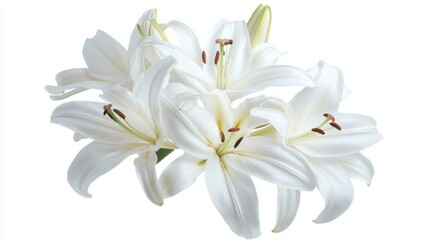 A detailed photograph of a cluster of white lily flowers with delicate petals, isolated white background, naturalistic art style