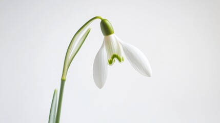 A detailed shot of a blooming yellow daffodil with its trumpet-shaped center, isolated white background, minimalistic art style
