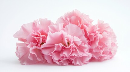 A detailed shot of a cluster of pink peony blooms with their lush petals, isolated white background, artistic minimalist style