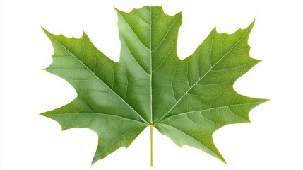 A detailed shot of a green maple leaf with its lobed edges, isolated white background, minimalistic art style
