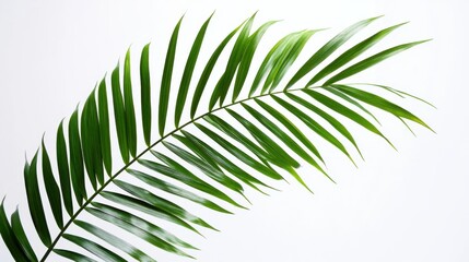 Obraz premium A detailed shot of a green palm frond with its long, arching leaves, isolated white background