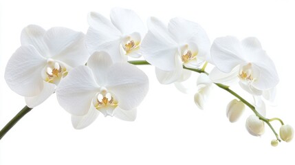 A detailed shot of a white orchid with its exotic blooms and intricate patterns, isolated white background, minimalist art style
