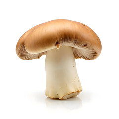 Fototapeta premium Shiitake Mushroom is placed on a white backgroundrealistic