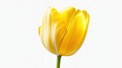 A detailed shot of a yellow tulip with its smooth, curved petals and bright yellow color, isolated white background
