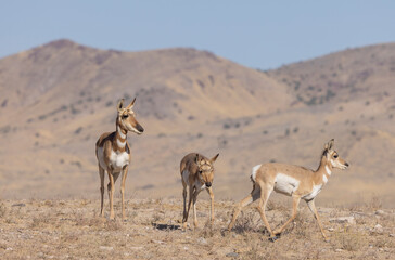 Pronghorn Antelope Does in the Utah Desert in Autumn