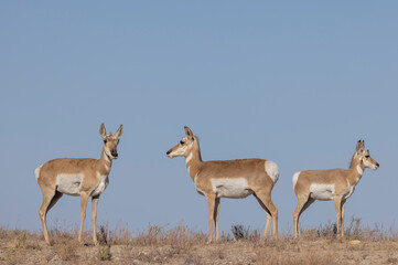 Pronghorn Antelope Does in the Utah Desert in Autumn