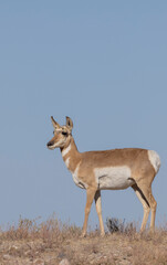 Pronghorn Antelope Doe in the Utah Desert in Autumn