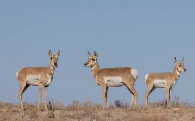 Pronghorn Antelope Does in the Utah Desert in Autumn