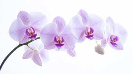 A detailed shot of delicate orchid blooms with their purple and white petals, isolated white background, minimalistic art style