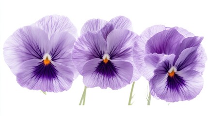Fototapeta premium A detailed shot of delicate violet pansy flowers with their distinct faces and velvety petals, isolated white background, minimalist art style