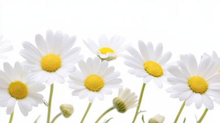 A detailed shot of delicate white daisy flowers with their simple petals and bright yellow centers, isolated white background, minimalist art style