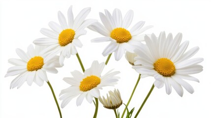 Naklejka premium A detailed shot of delicate white daisy flowers with their simple petals and bright yellow centers, isolated white background, minimalist art style