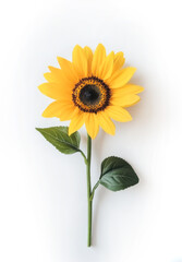 Obraz premium Bright sunflower with green leaves on a plain white background capturing the beauty of nature in full bloom