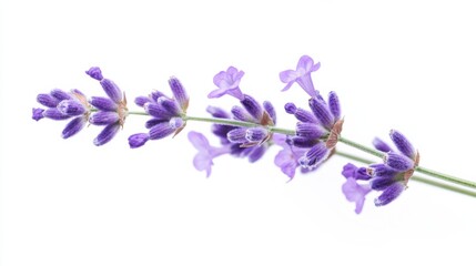 A detailed view of a blooming purple lavender spike with its tiny flowers, isolated white background, minimalistic art style
