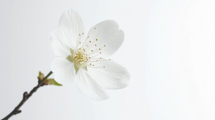 A detailed view of a blooming white cherry blossom with its delicate petals, isolated white background, minimalistic art style